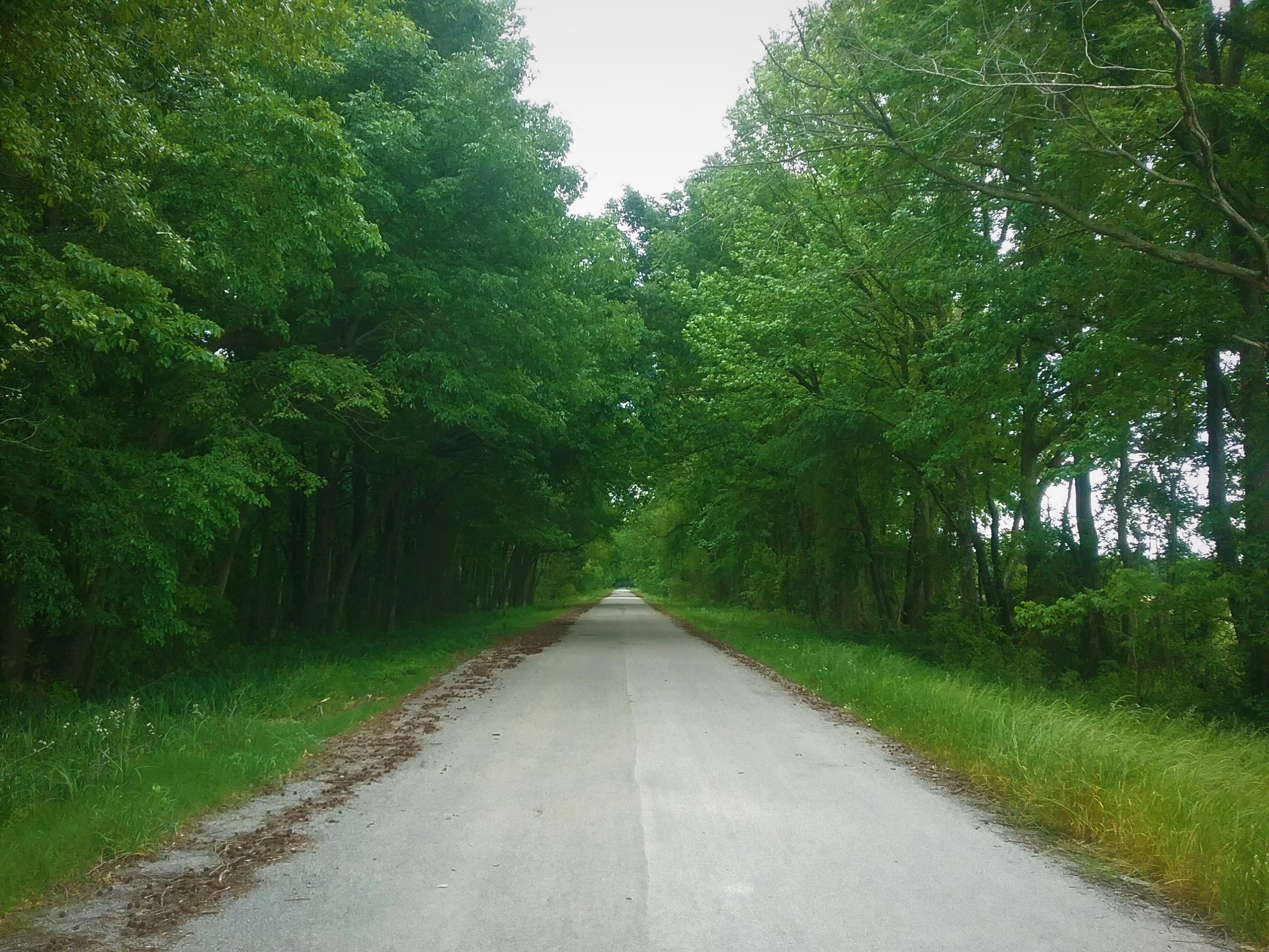 Straight road with trees lining both sides. 